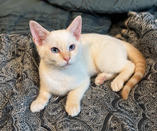 Frankie