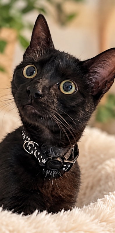 Mist, a cat for adoption from Happy Paws Kitten Rescue