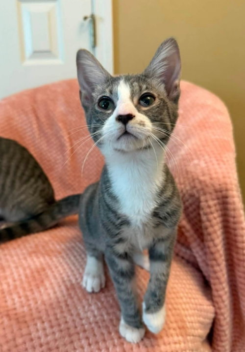 picture of the cat needing adoption