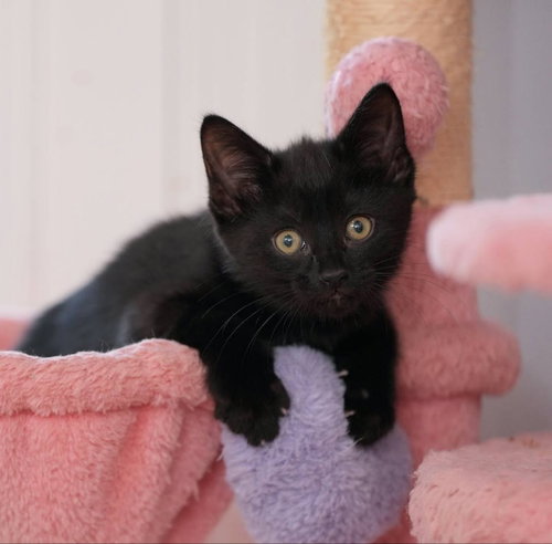 Miney, a cat for adoption from Happy Paws Kitten Rescue