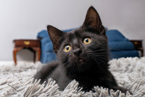 Photo 6 of Miney
