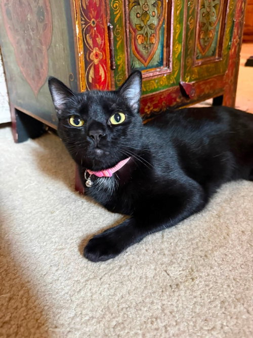 Equinox, a cat for adoption from Happy Paws Kitten Rescue