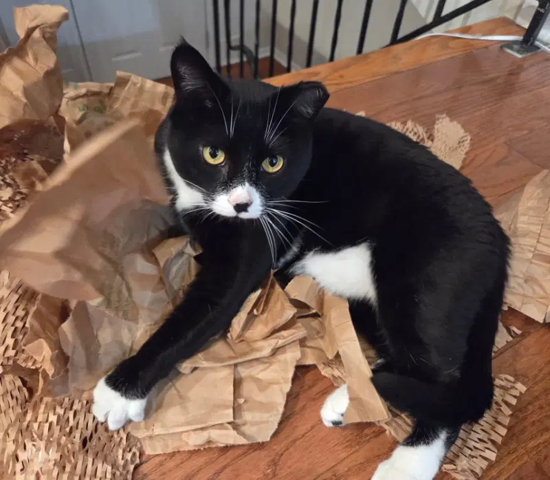 Tuxie - Tuxedo