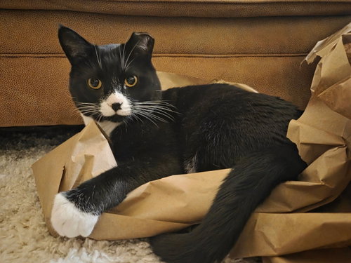 picture of the cat needing adoption