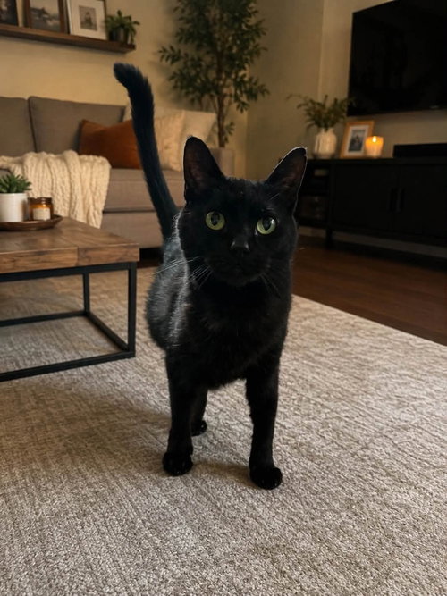 picture of the cat needing adoption