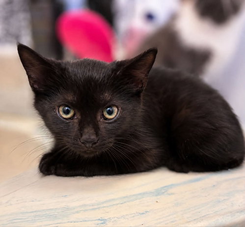 picture of the cat needing adoption