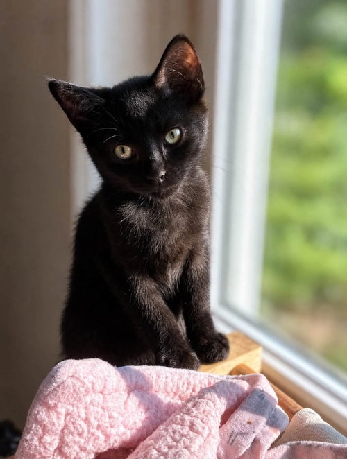 Andy, a cat for adoption from Happy Paws Kitten Rescue