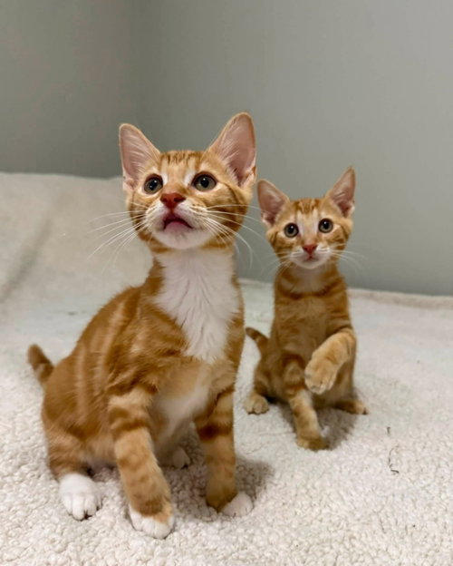 picture of the cat needing adoption