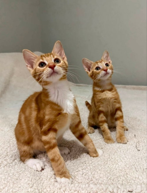Photo 2 of Tangerine and Squeaks (Brothers)