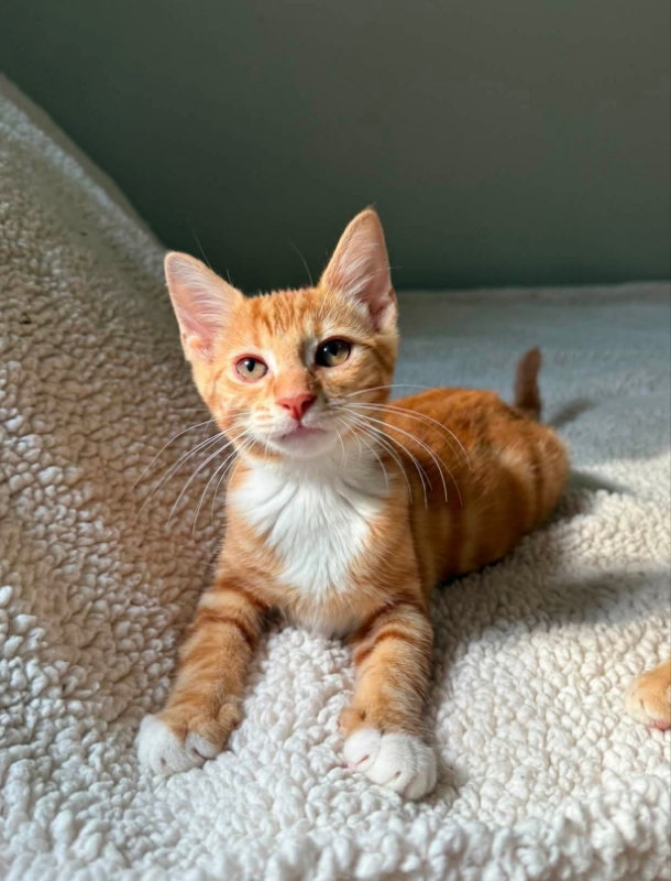 Tangerine and Squeaks (Brothers), photo 4