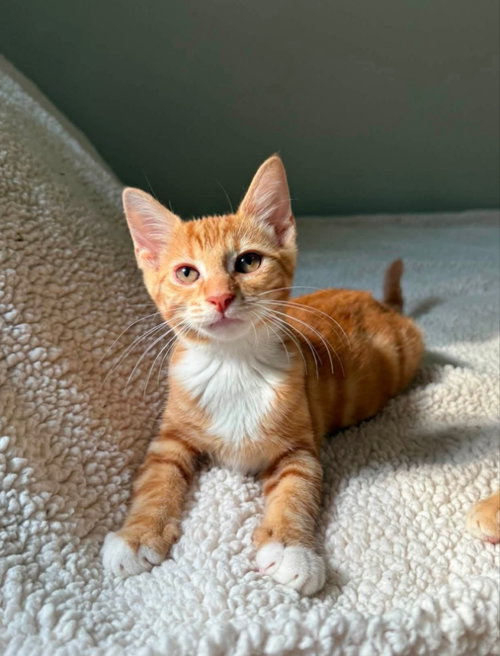 Photo 3 of Tangerine and Squeaks (Brothers)