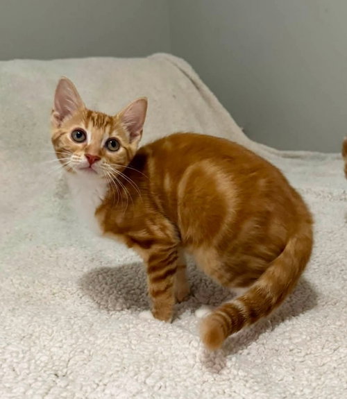Photo 4 of Tangerine and Squeaks (Brothers)