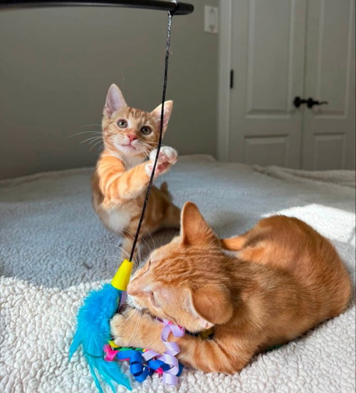Photo 5 of Tangerine and Squeaks (Brothers)