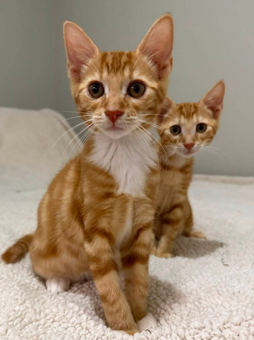 Photo 6 of Tangerine and Squeaks (Brothers)