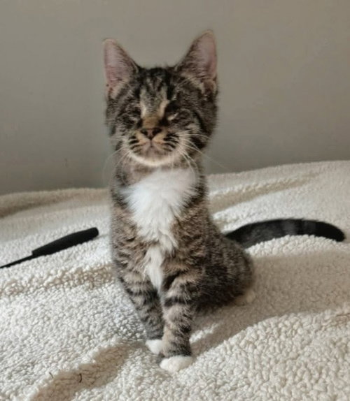 picture of the cat needing adoption