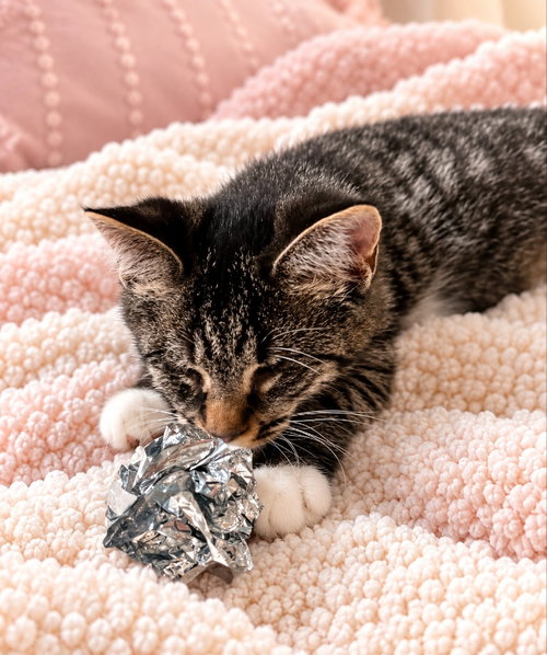Photo 4 of Mary ( Blind Kitty)