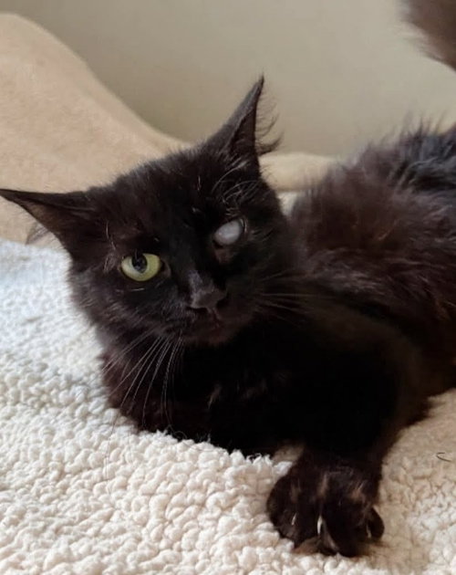 picture of the cat needing adoption