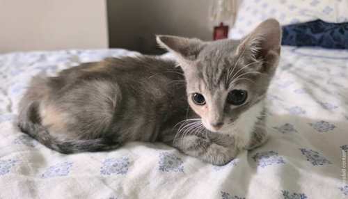 picture of the cat needing adoption