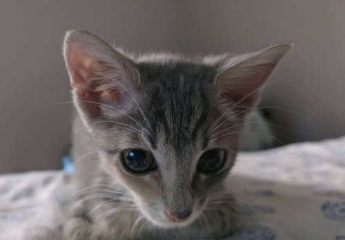 Photo 2 of Ruby