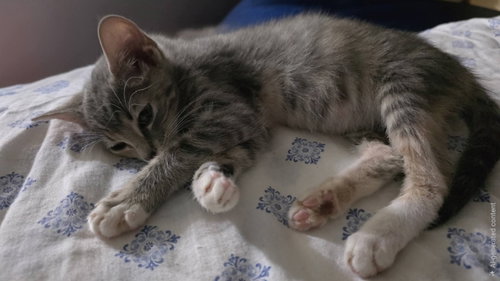 Photo 3 of Ruby