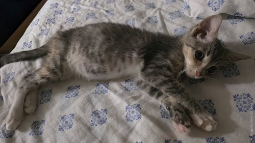 Photo 4 of Ruby
