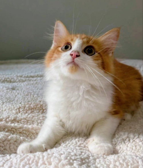 picture of the cat needing adoption