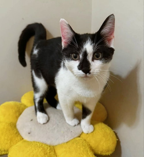 picture of the cat needing adoption