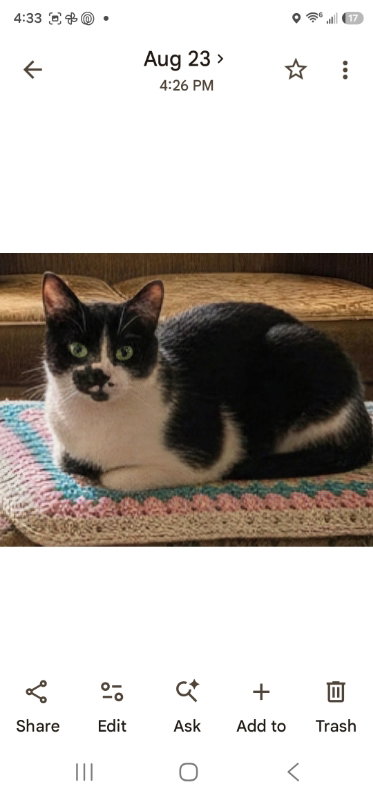 Bailey, a cat for adoption from Happy Paws Kitten Rescue