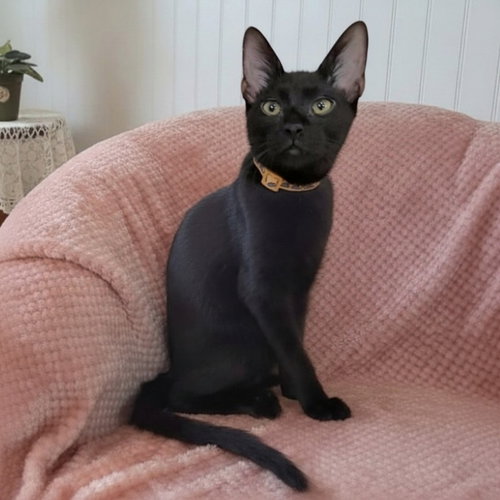 picture of the cat needing adoption