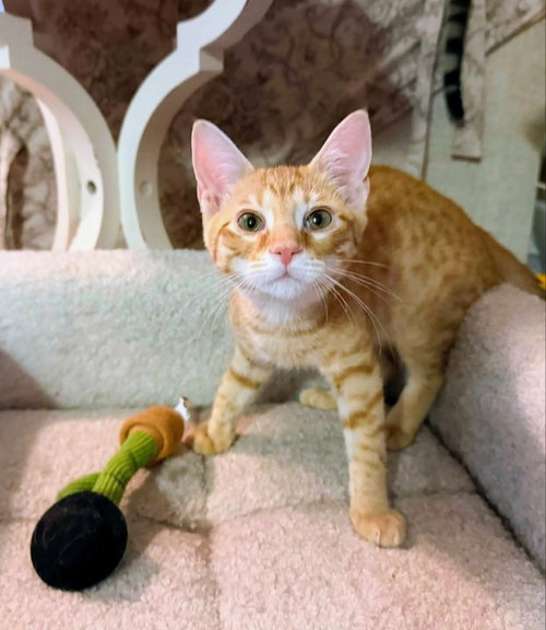 picture of the cat needing adoption