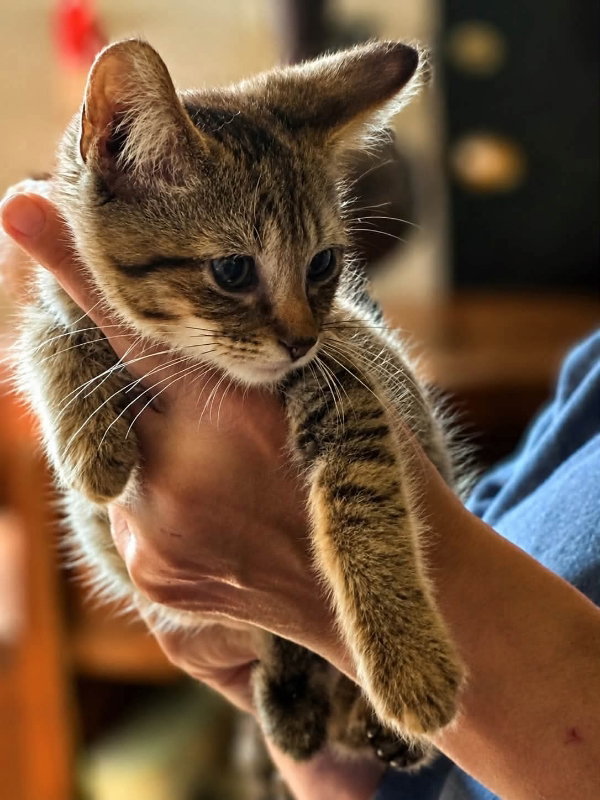 Copper, photo 3