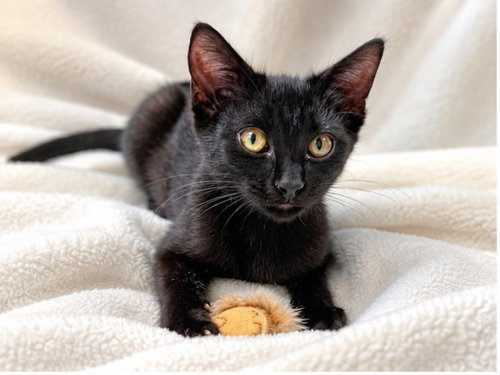Tart, a cat for adoption from Happy Paws Kitten Rescue