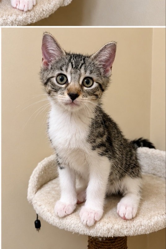 Story, Tabby
