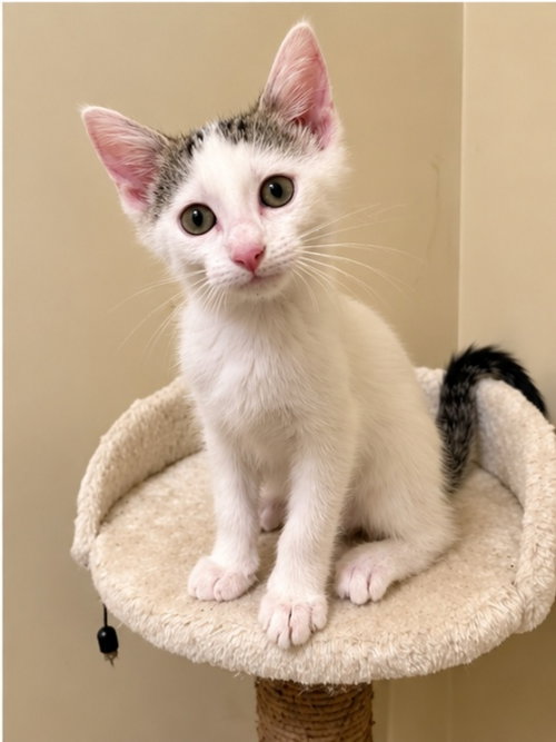 Fable, a cat for adoption from Happy Paws Kitten Rescue