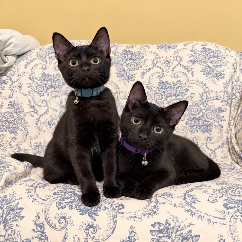 Mochi & Boba, Bombay
