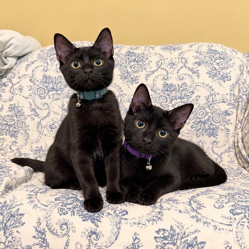 Mochi & Boba, a cat for adoption from Happy Paws Kitten Rescue