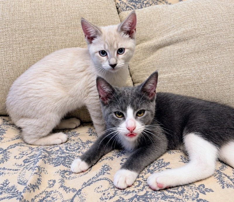 Fantasy & Fiction, Siamese
