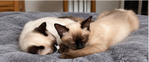 Photo 3 of Puddin & Figgy