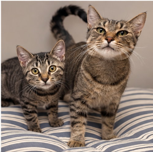 Photo 2 of Pancake and Biscuit