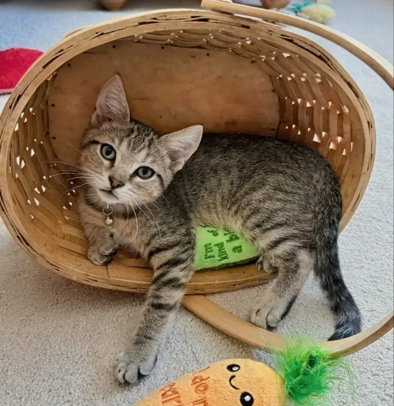 Ned - Tabby