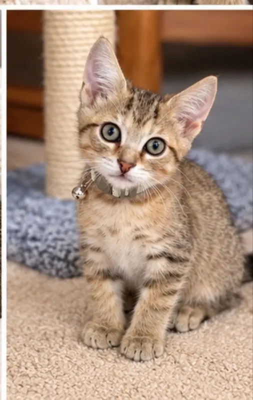Peter - Tabby