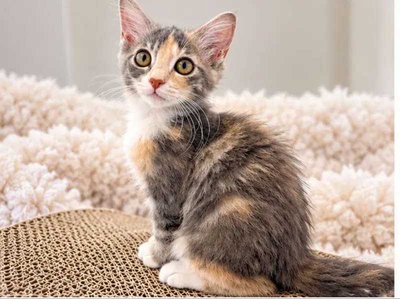 Paisley - Dilute Calico