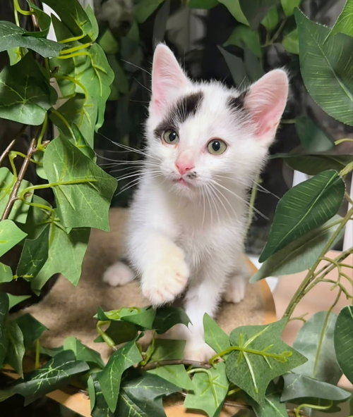 Ranger, a male cat up for adoption