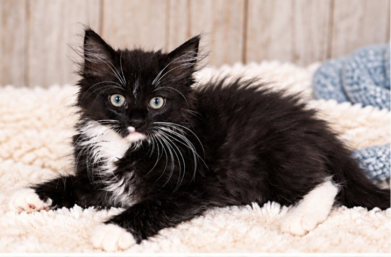 Wyx, a male Tuxedo cat up for adoption