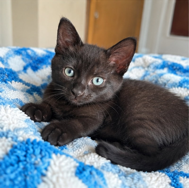 Eve, a female Bombay cat up for adoption