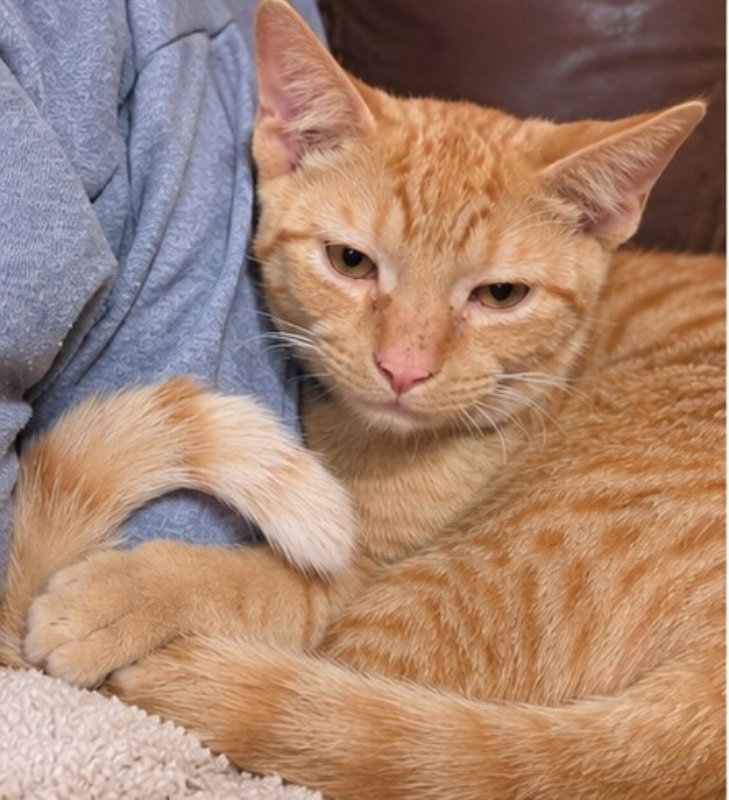Benny, photo 3