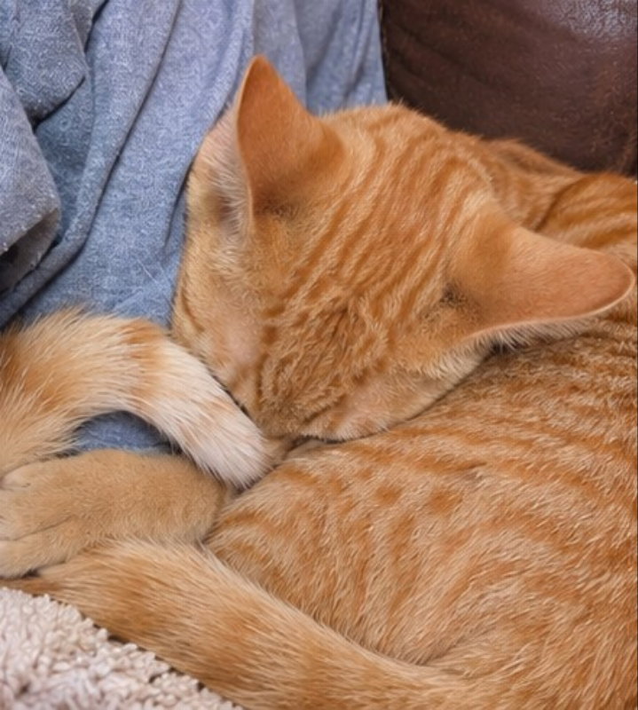 Benny, photo 6