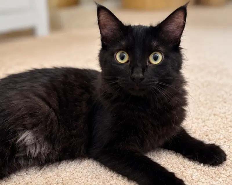Penny - Domestic Long Hair