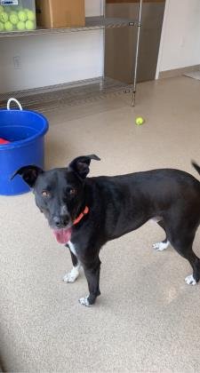 adoptable Dog in Oskaloosa, IA named Boomer