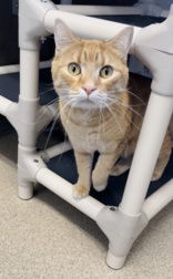 adoptable Cat in Oskaloosa, IA named Alf